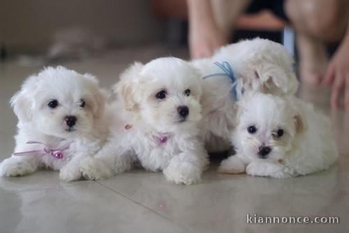 Adorables Chiots Bichon Maltais Pure Race