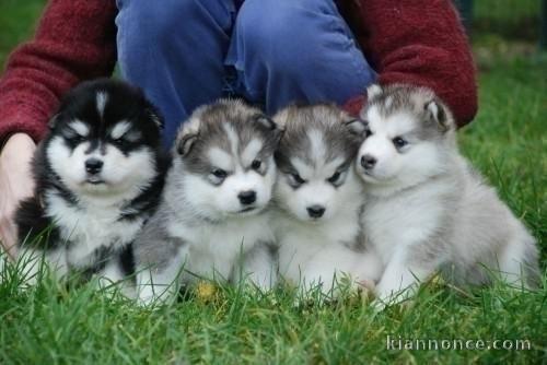 Superbes Chiots Siberian Husky Pure Race