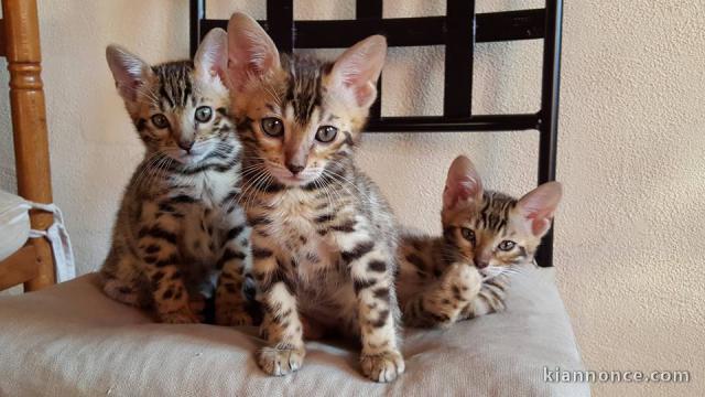 donne Magnifique chatons Bengale 