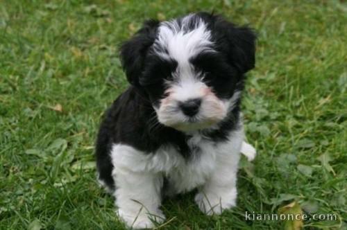 5 chiots type bichon havanais Pure race