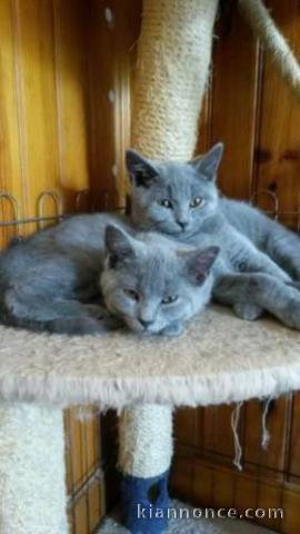 2 femelle et 2 mâles chatons chartreux