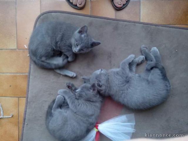 Rest 5 Cinq chatons chartreux à adopter