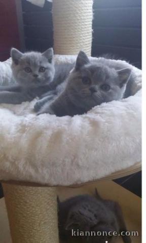Chatons Type British Shorthair à adopter