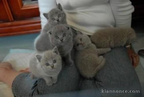 Chaton british shorthair LOOF disponible pour adoption.