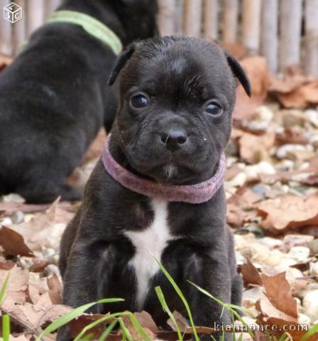 Chiots staffordshire bull terrier LOF Mâles et Femelles.