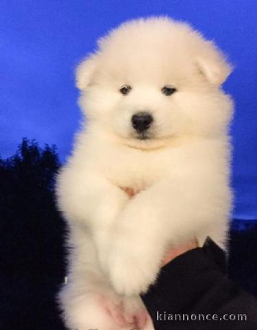 A reserver 6 magnifique chiots samoyede pour adoption