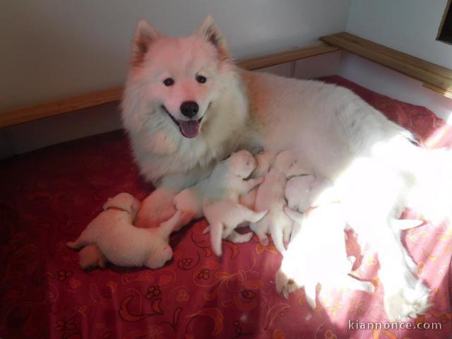 Chiots de race samoyède LOF, Très Bonne lignée