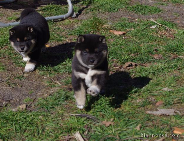 Magnifiques Chiots Shiba Inu inscrits avec pédigré,