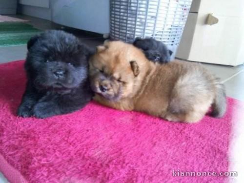 4 Jolis Bébés Chiots chow chow sont disponibles