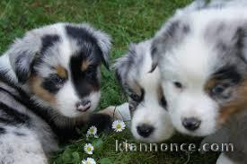 Sublimes Chiots Berger Australien Merle