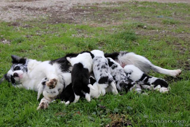 Très beaux Chiots Berger Australien Merle cherchent une famille