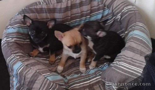 Disponible pour adoption 5 Chiots Chihuahuas petit gabarit