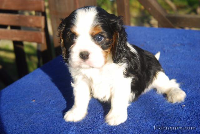  Chiot cavalier charles king  non lof