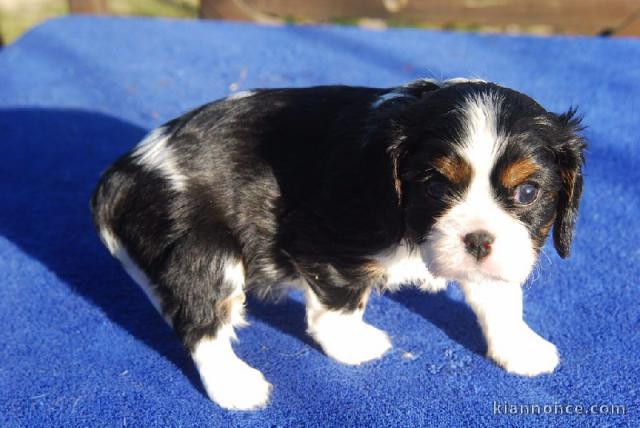  Chiot cavalier charles king  non lof