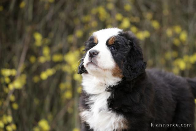 Magnifique Chiot Bouvier bernois a donner