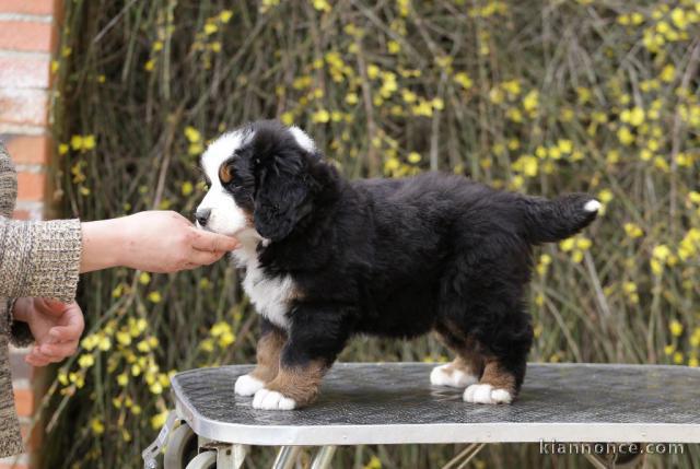 Magnifique Chiot bouvier bernois