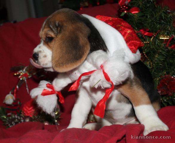 Chiot beagle femelle non lof