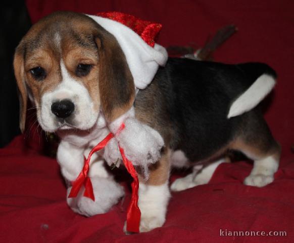 Chiot beagle femelle non lof