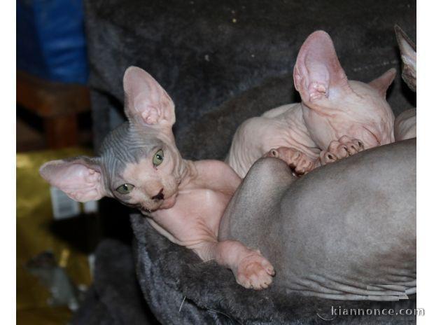 5 Magnifique chaton Type Sphynx Pure Race