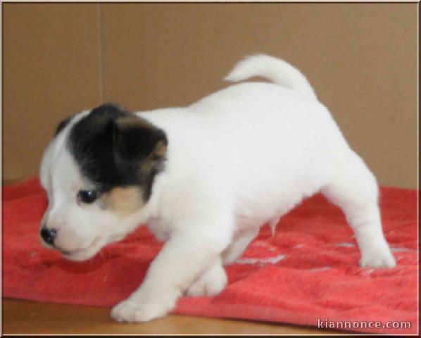  Magnifique chiot Jack russel non lof 