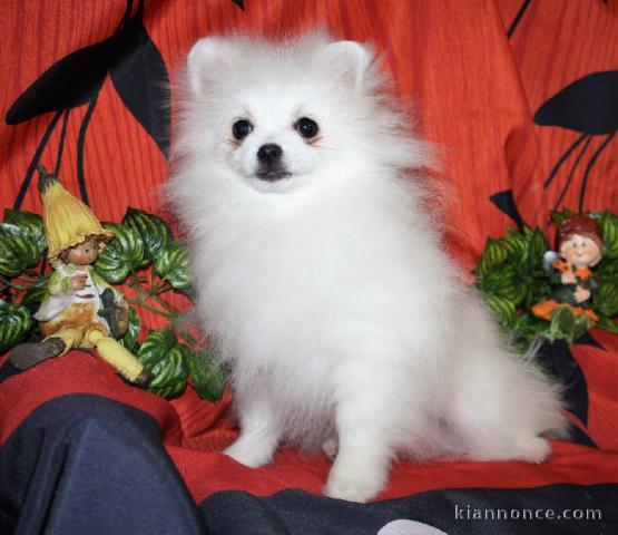 Chiot Spitz  une femelle non lof