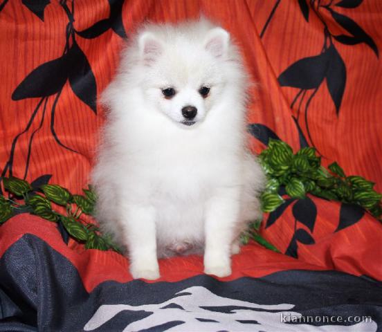 Chiot Spitz  une femelle non lof 