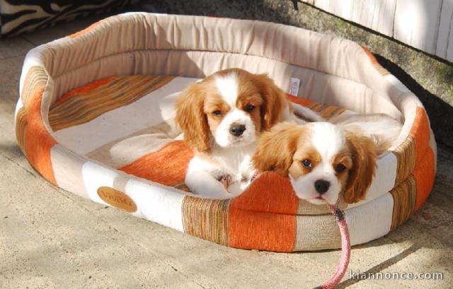  Chiot type   cavalier charles king a donner