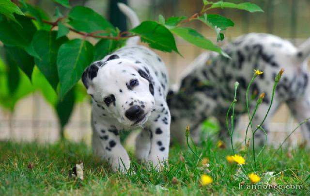 Chiots dalmatien Pure Race, grand gabarit.