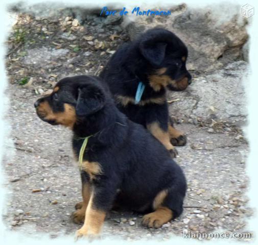 chiots beauceron ou berger de beauce Pure race