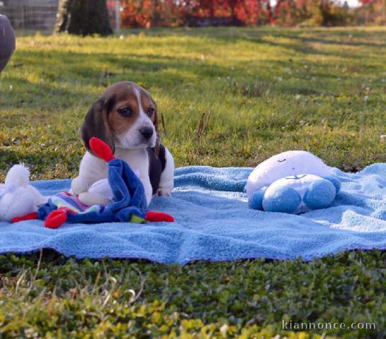 Bébés chiots beagle: 4 femelles et 2 mâles