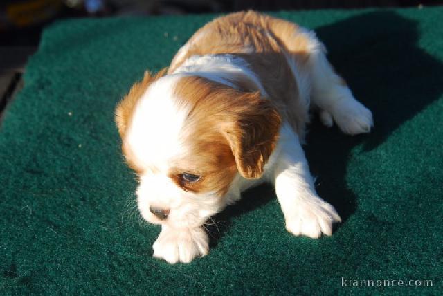  Chiot type   cavalier charles king a donner