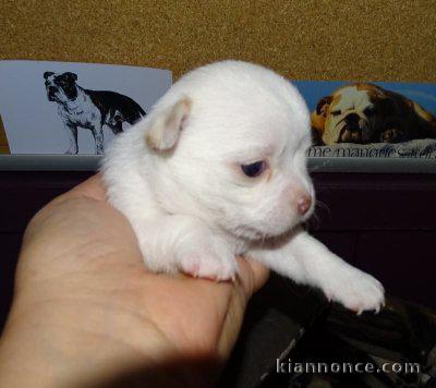 Magnifique chiot chihuahua a offrir