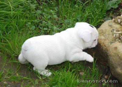  Chiots male 1 Bichon maltais  Disponibles