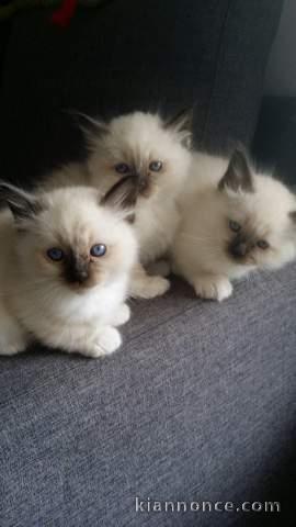 À réserver pour adoption 5 chatons type Sacré de Birmanie.