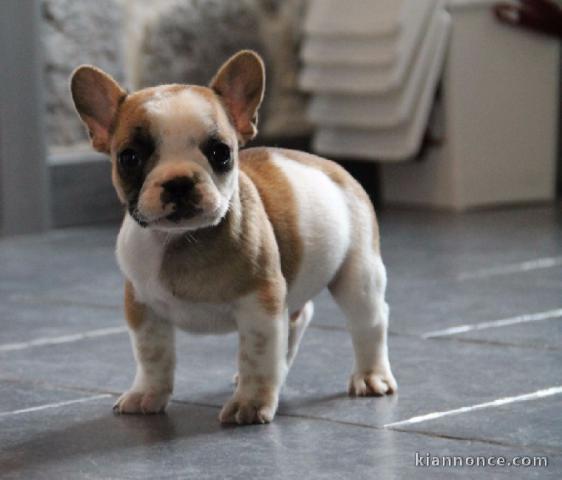   Magnifique Chiots bouledogue Français a donner