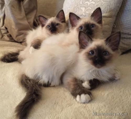 Chatons 4 Mâles et Femelles, Sacre de Birmanie Yeux Bleus