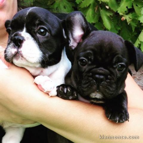 Chiots Bouledogue Français Pure Race à adopter.