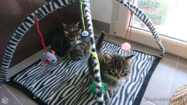 Magnifiques chatons Maine Coon 