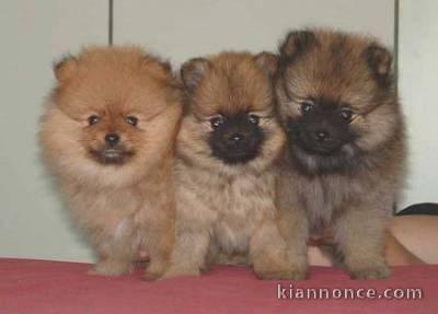 Magnifique chiots type Spitz Nain Allemand ( mimi" loulou ) 