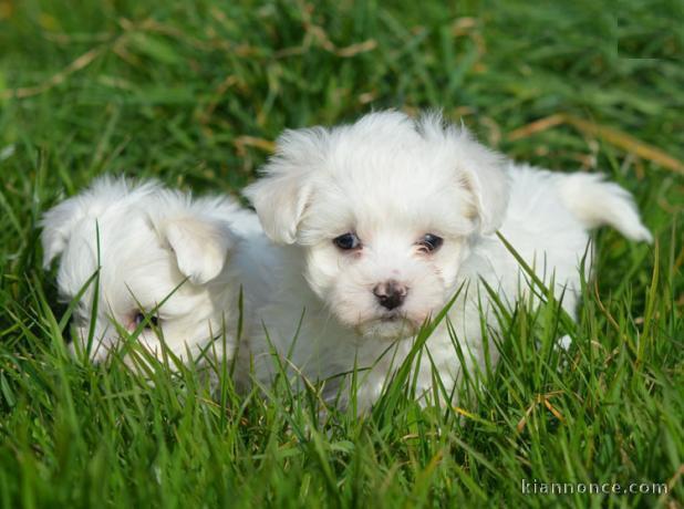 Magnifique Bichons Maltais LOF à adopter 