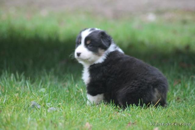  Chiot berger allemand non lof  a donner