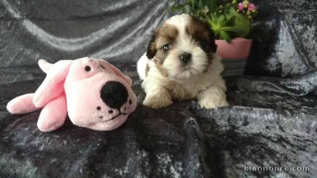  Donne Chiot shi tzu non lof a donner