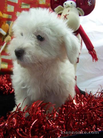  Adoption chiot coton tulear a offrir