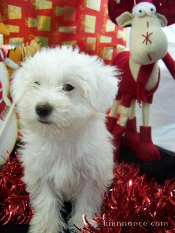  Adoption chiot coton tulear a offrir