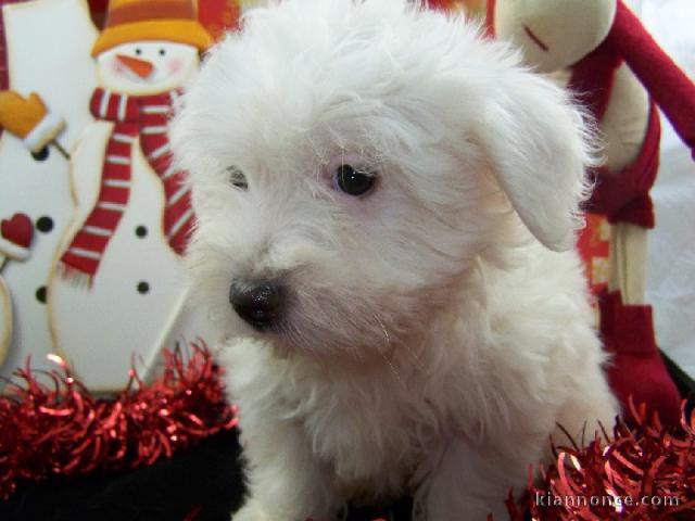  Adoption chiot coton tulear a offrir