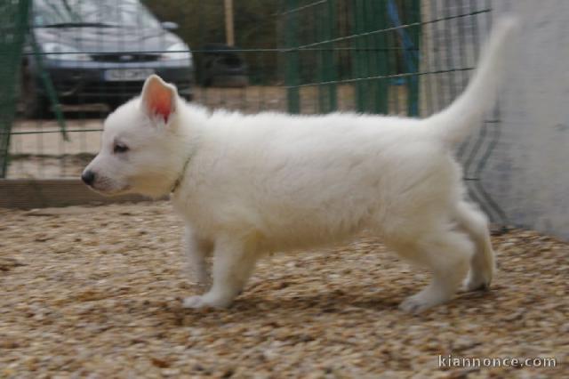   Chiot  Berger blanc suisse  lof  a donner