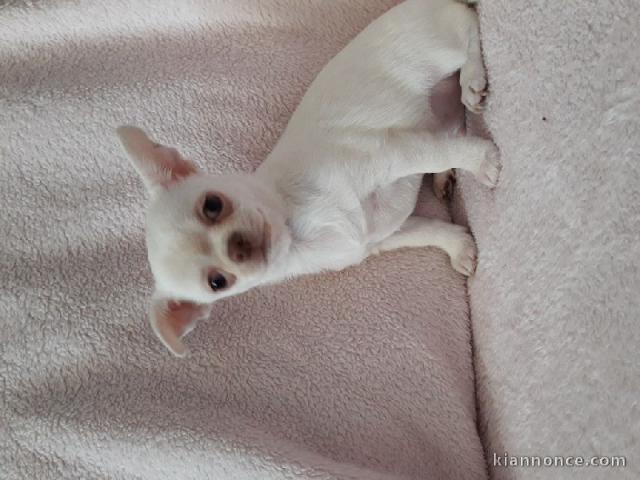 Cherche nouveau foyer chiot chihuahua