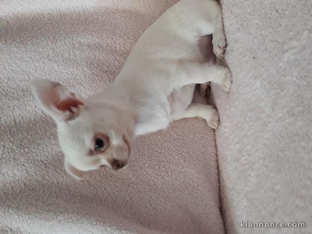 Cherche nouveau foyer chiot chihuahua