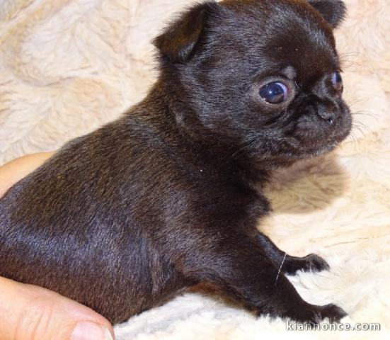  Chiot chihuahua pour cadeau 	