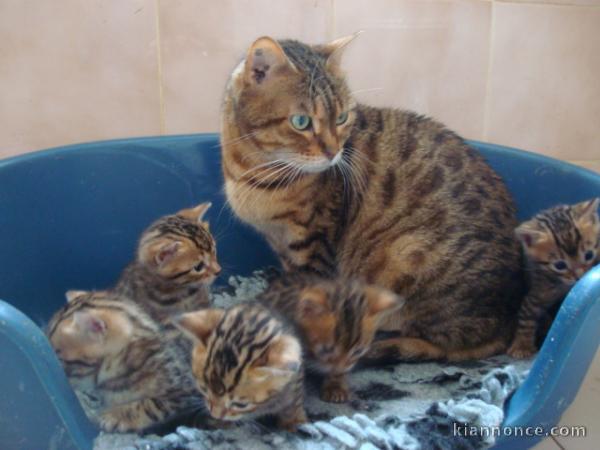  MAGNIFIQUE CHATON BENGAL  MALE ET FEMELLES 